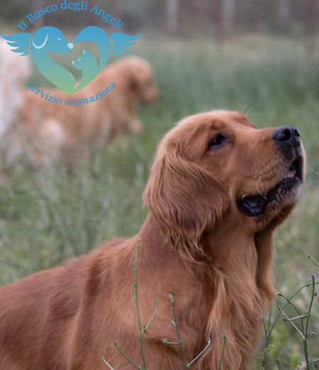 Nel Bosco degli Angeli ci sono servizi funebri per animali